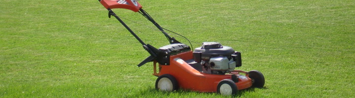 Фотография крыжовника