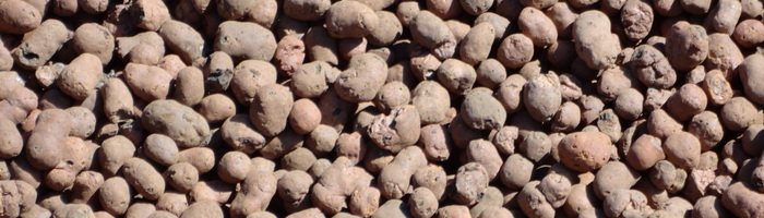 Фотография крыжовника